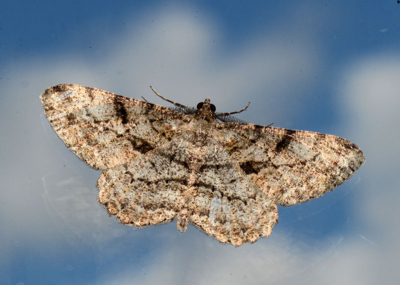 Geometridae Peribatodes